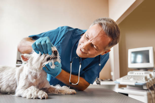 Best Emergency Treatment for Dental Infections or Abscesses in Bristol, FL